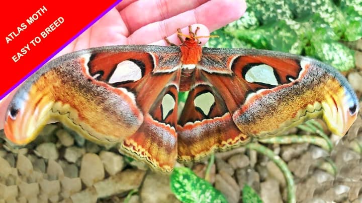 Atlas Moth Breeding at Dubai Butterfly Garden