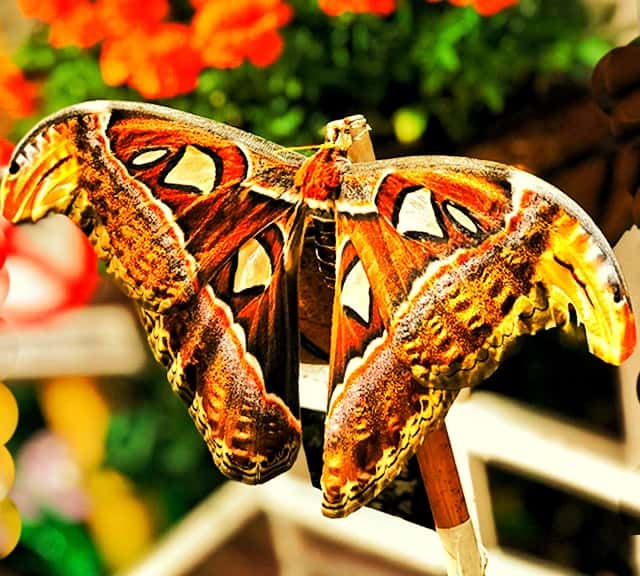 Atlas Moth Wingspan Color Patterns include rusty brown, grayish yellow, red and even purple.