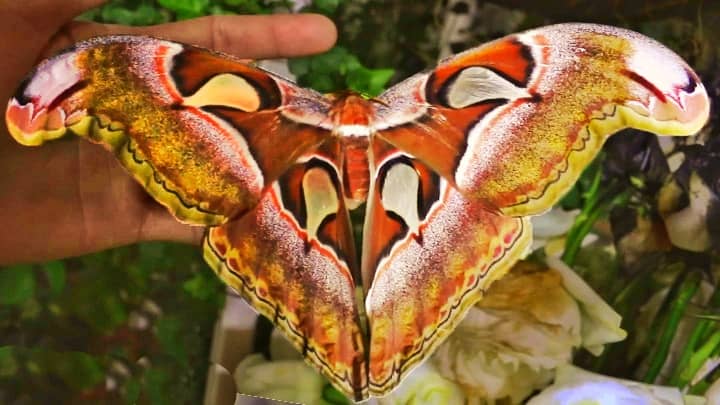 Visit Dubai Butterfly Garden for Atlas Moths
