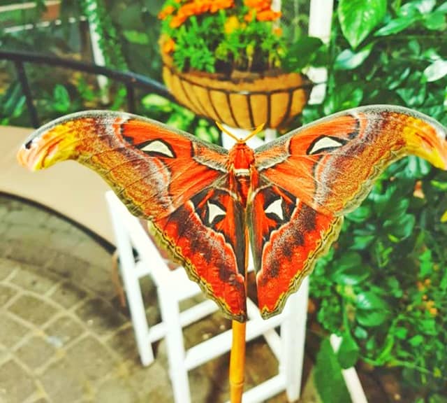 Atlas moth at Dubai Butterfly Garden