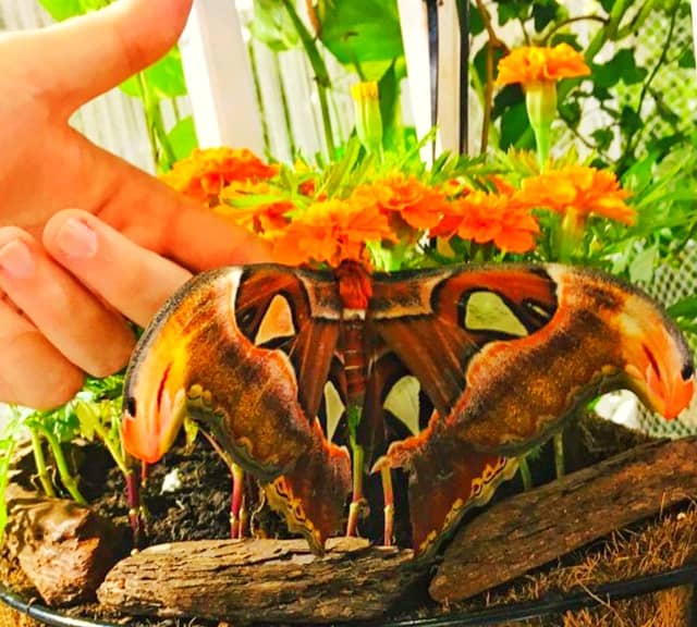 Visitors can free interact with the butterflies at the Dubai Butterfly Garden
