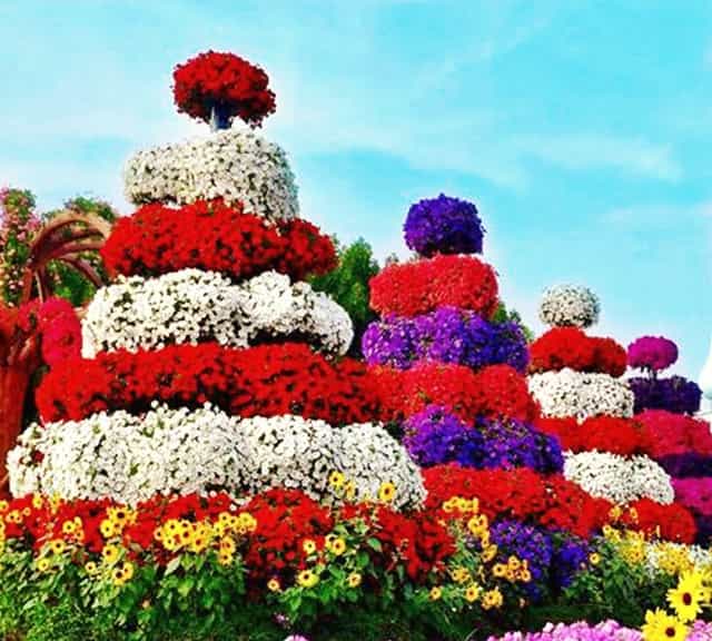 Morning Hours have less rush and crowd at Dubai Miracle Garden.