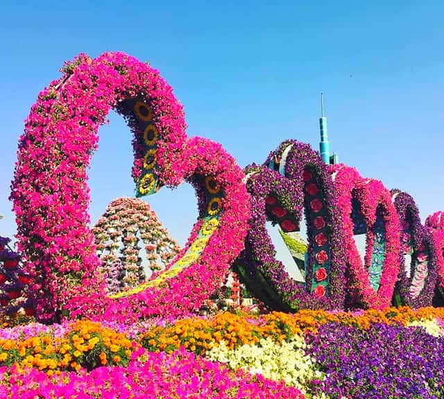 The Dubai Miracle Garden was launched on Valentine's Day in 2013.