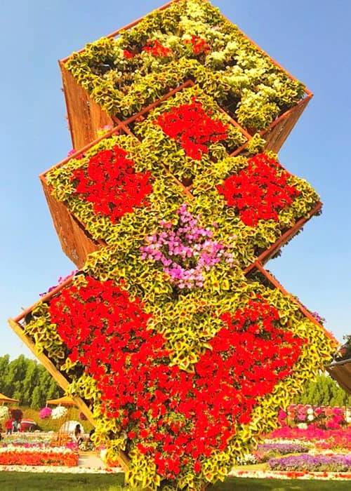 Petunia and Coleuses flowers have been used to decorate floral boxes at the Dubai Miracle Garden.