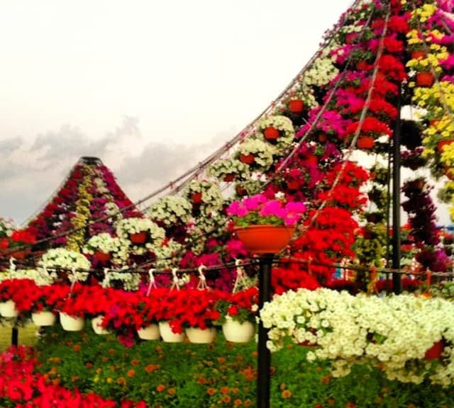 Petunia flowers are used to decorate Floral Marquees at the Dubai Miracle Garden.