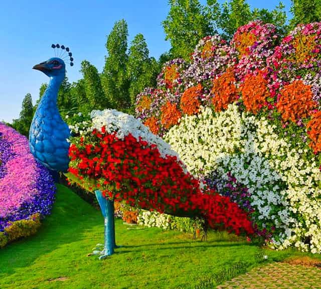 Petunia flowers decorated on Floral Peacocks of Dubai Miracle Garden.
