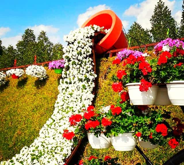 Flower Spilling Buckets and pots at Dubai Miracle Garden.