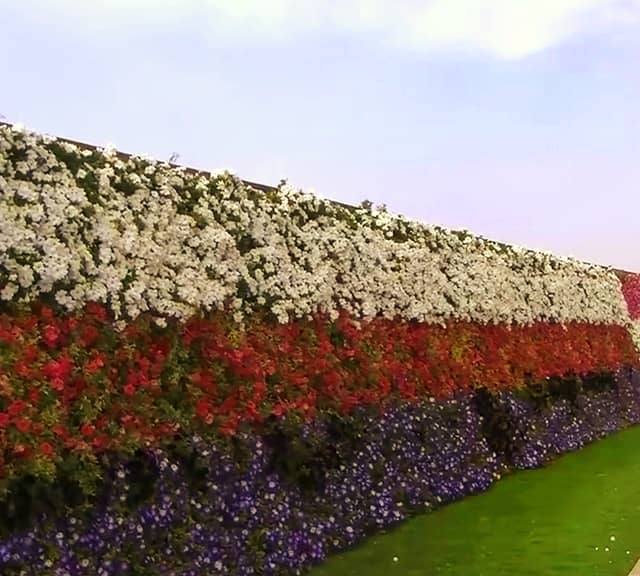 Longest Flower Wall appeared in various patterns at Dubai Miracle Garden