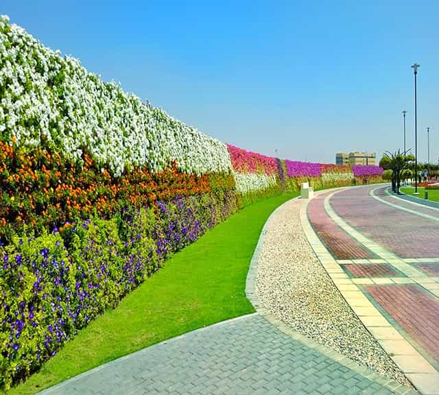 World's longest flower wall was integrated with Petunia, Marigold and coleuses at Dubai Miracle Garden