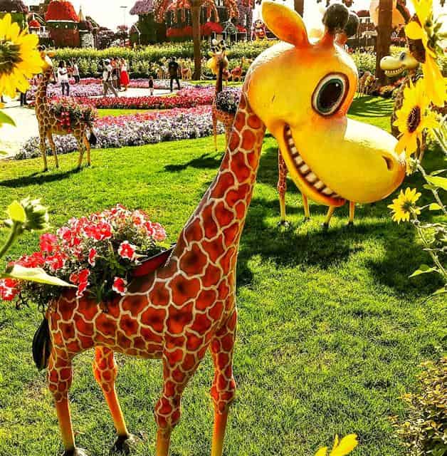 Giraffes' floral theme is one of the newly introduced floral theme at the Dubai Miracle Garden.