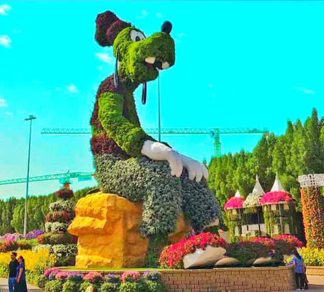 Goofy Topiary art and visitors' appreciation at the Dubai Miracle Garden.