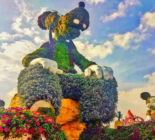 Flowers on Goofy's Topiary art at the Dubai Miracle Garden.