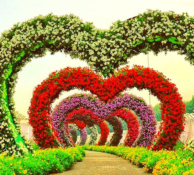 Hearts Passage have Petunia Flowers at the Dubai Miracle Garden