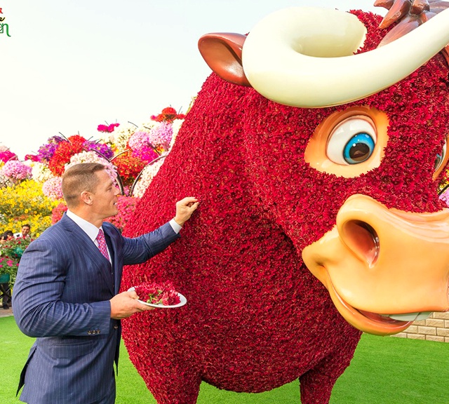 John Cena decorating Ferdinand the Bull at the Dubai Miracle Garden.