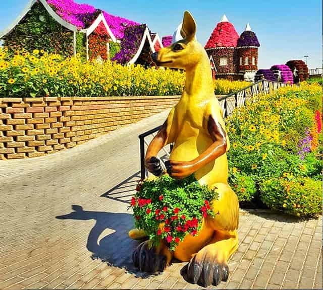 Popularity of Kangaroos as floral themes of the Dubai Miracle Garden.