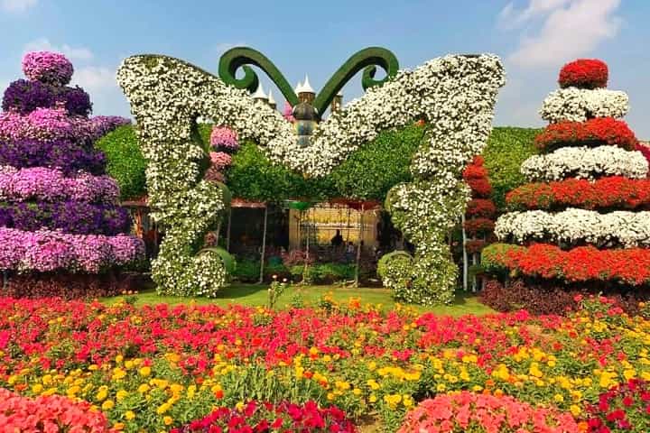 Dubai Miracle Garden displays 50 million flowers