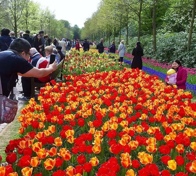 Keukenhof Garden attracts 800,000 visitors per season