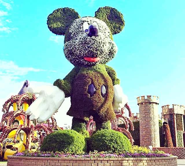 Size of Mickey Mouse Topiary Art at the Dubai Miracle Garden.