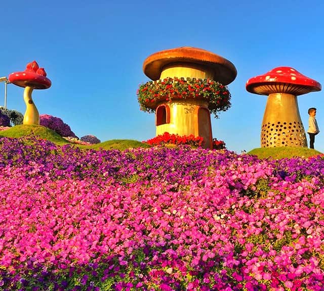 Mushroom Houses are decorated with Petunia Flowers at the Dubai Miracle Garden