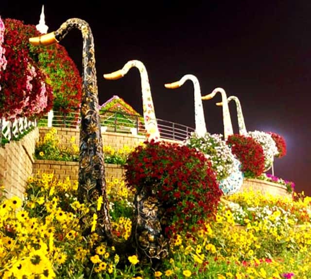 All floral themes are perfectly visible during the night hours of the Dubai Miracle Garden.