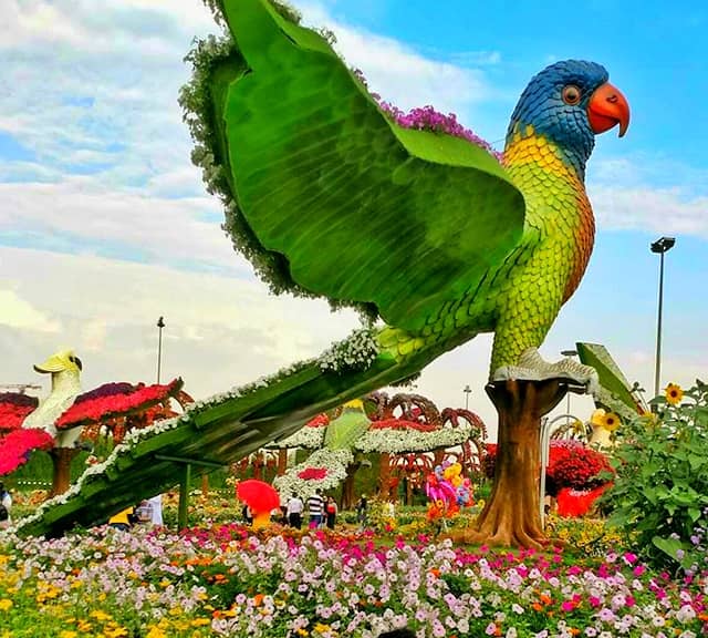 Huge sized parrots at Dubai Miracle Garden
