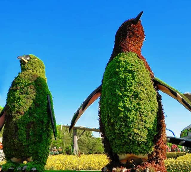Penguins at the Dubai Miracle Garden are made up of Alternanthera Shrubs.