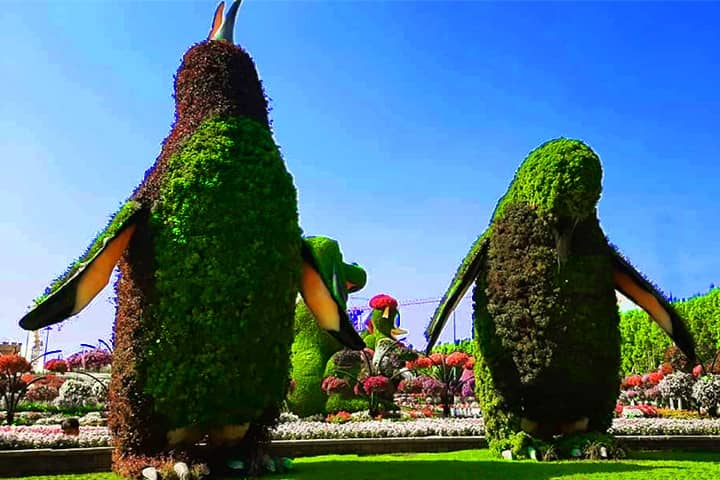 Penguins' topiary arts fascinate the visitors of the Dubai Miracle Garden.