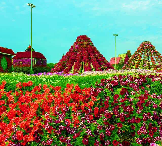 Millions of Petunia flowers at Dubai Miracle Garden