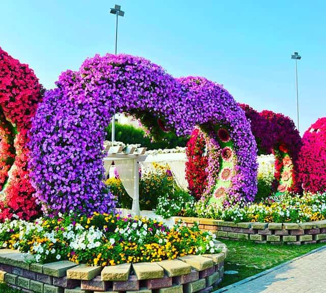 Petunia flowers longer blooming period at Dubai Miracle Garden.