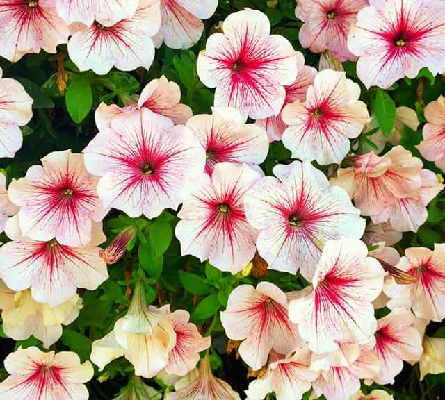 Petunia flowers are decorated throughout Dubai Miracle Garden.