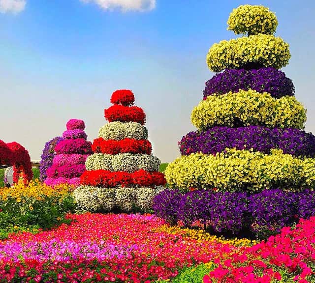 Maintenance of floral themes having Petunia flowers at Dubai Miracle Garden