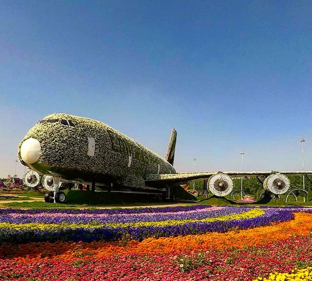 Petunia flowers are part of all floral themes at Dubai Miracle Garden.