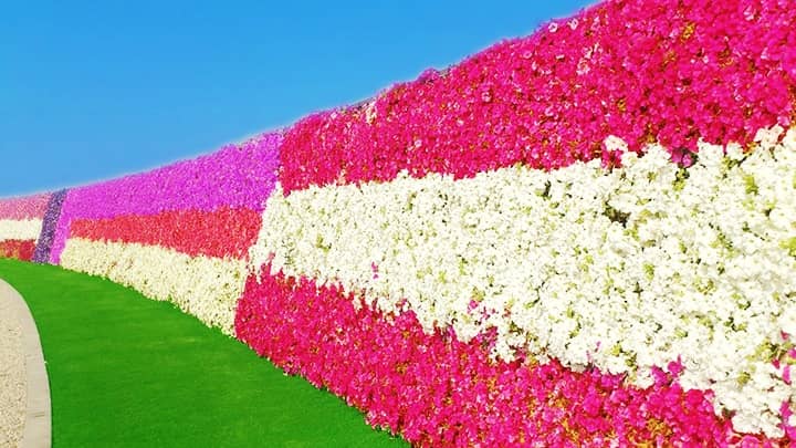 World's Longest flower wall at Dubai Miracle Garden