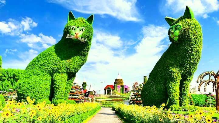 Quadruplet Cats Topiary Art covered with Alternanthera at the Dubai Miracle Garden.