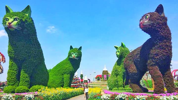 Quadruplet Cats Topiary Art Season 7 at the Dubai Miracle Garden.