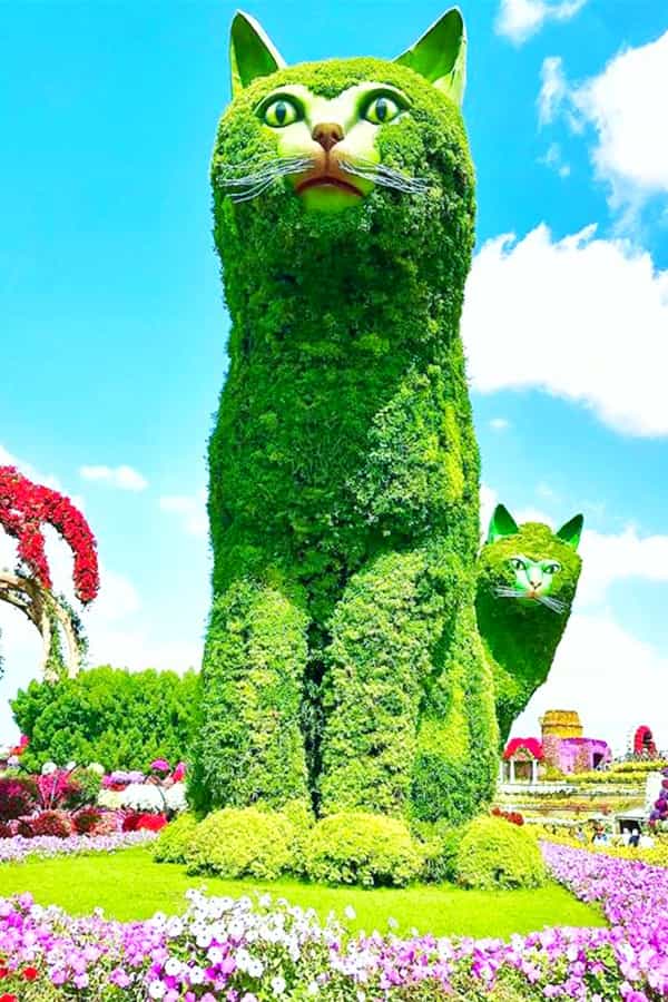 Size of Quadruplet Cats Topiary Art at the Dubai Miracle Garden.