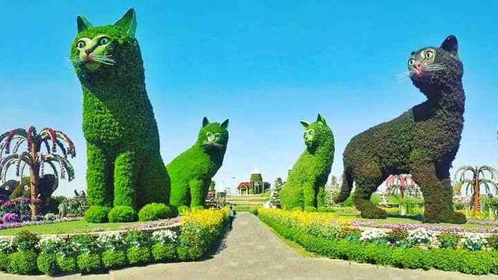 Quadruplet Cats Topiary Art is the most photographed theme of the Dubai Miracle Garden.