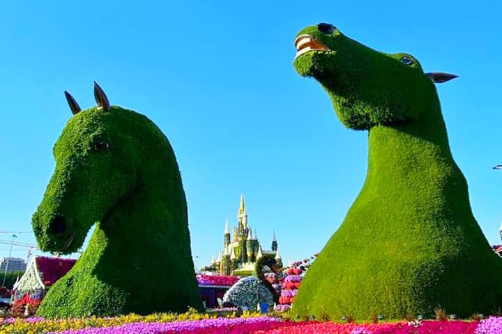 Stallions grow Alternanthera as topiary art all over themselves at the Dubai Miracle Garden.
