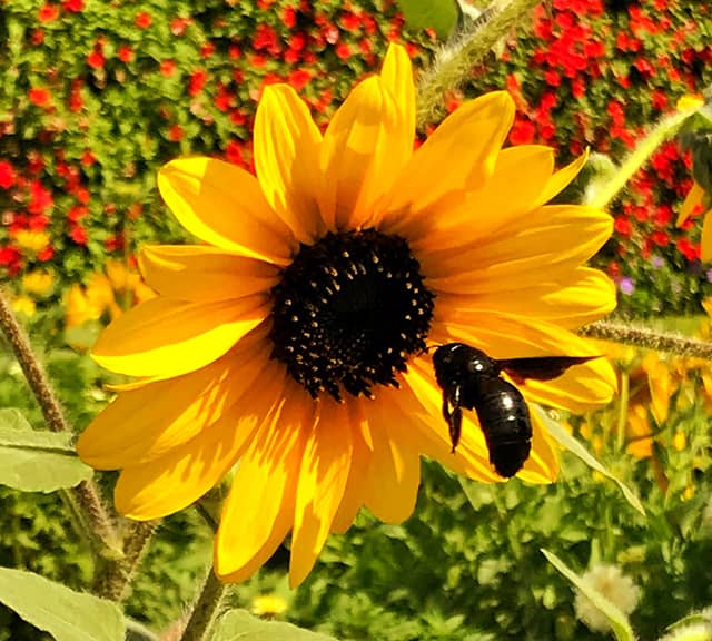 Sunflowers attract honey bees at the Dubai Miracle Garden.