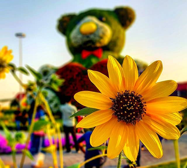 Sunflowers have one of the longest blooming period at the Dubai Miracle Garden