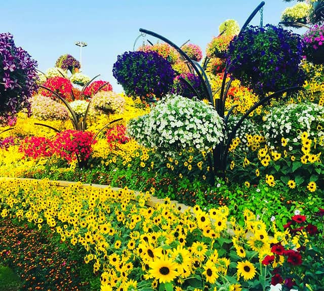 Sunflowers are planted within the flower-beddings at the Dubai Miracle Garden