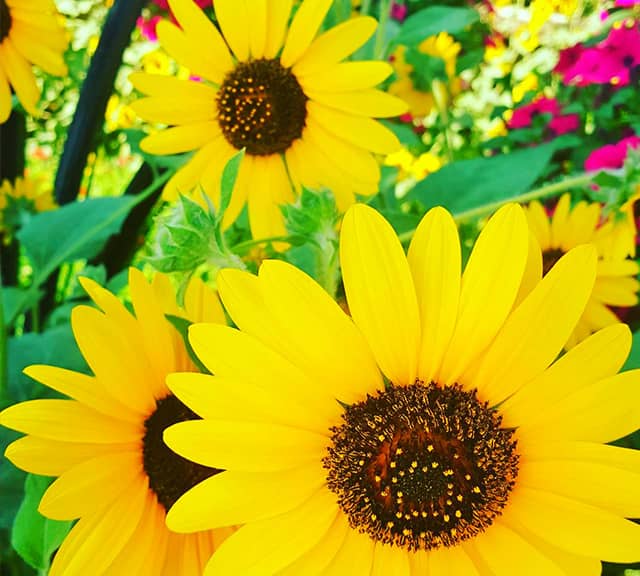 Sunflowers protect other flowers by luring pests on to them at the Dubai Miracle Garden