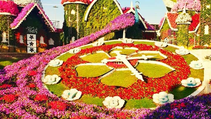 Best Timings to visit the Dubai Miracle Garden.