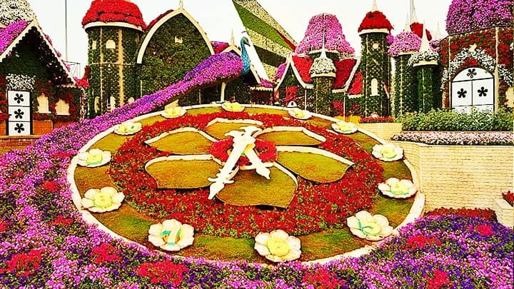 Timings of Dubai Miracle Garden from 9:00 am to 9:00 pm and 11:00 pm on weekend.