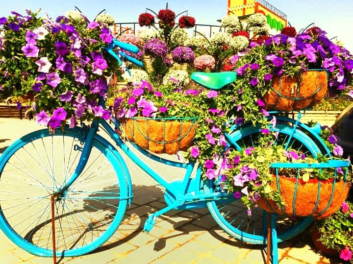 Urban Bicycles attached and fixed to the ground at the Dubai Miracle Garden