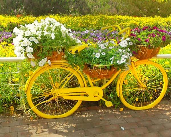 Urban Bicycles - Candy Colored - Dubai Miracle Garden