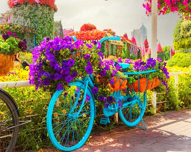 Urban Bicycle introduction at the Dubai Miracle Garden