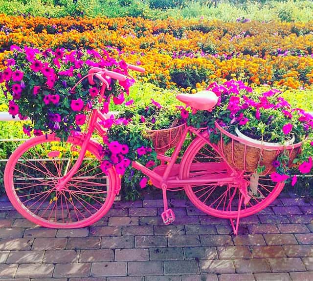 Urban Bicycles with Petunia Flowers at the Dubai Miracle Garden