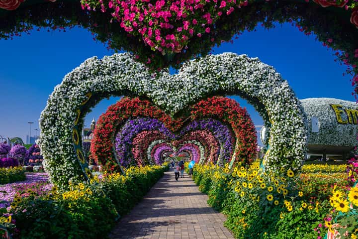 Dubai Miracle Garden has a huge size.