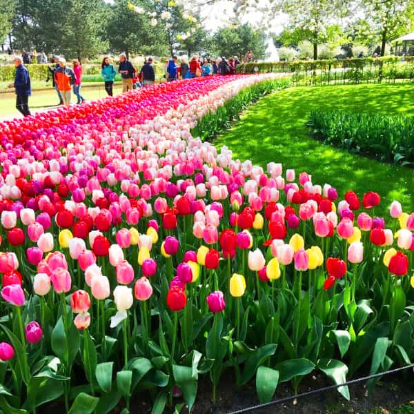 Keukenhof Garden is the biggest flower garden of Europe